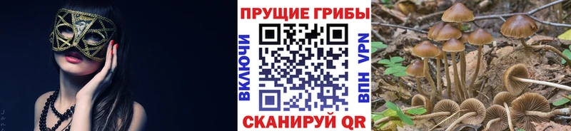Галлюциногенные грибы Cubensis  купить наркотики сайты  Семикаракорск 